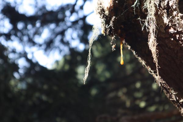 A close-up shot captures a drop of golden-yellow tree sap slowly dripping from rough, dark tree bark, illuminated by bright sunlight